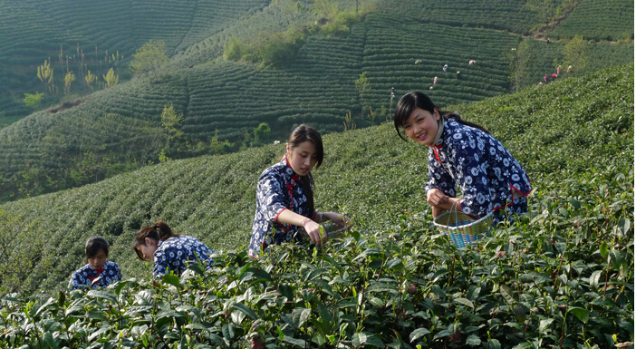 中国首部最美茶文化电影《草木之恋》开机仪式暨新闻发布会在信阳举行