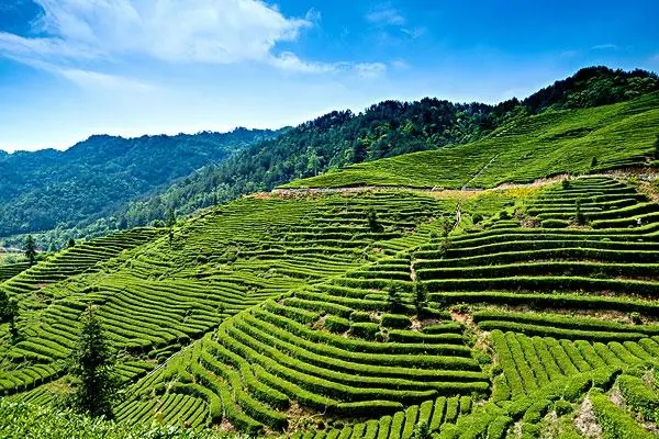 全自动智能化茶叶生产线目前的发展状况:茶叶生产中的自动化科技